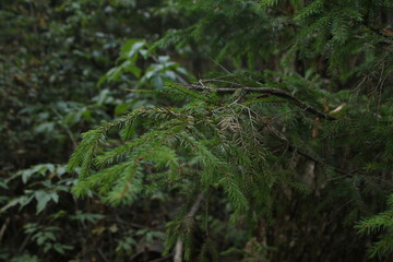 pine branches close-up photo