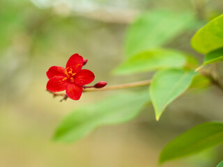 沖縄に咲く赤い小さな花の花
沖縄の亜熱帯に咲く美しい花