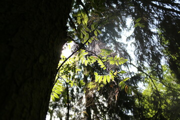 Fototapeta premium spiderwebweb in the forest in the sun