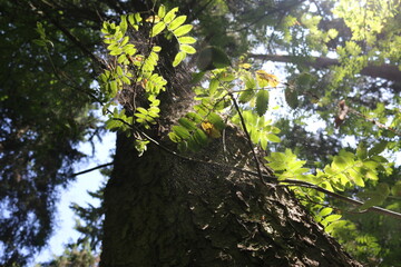 spiderwebweb in the forest in the sun