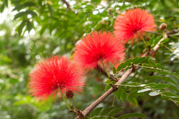 沖縄に咲くオオベニゴウカンの花
沖縄の亜熱帯に咲く美しい花