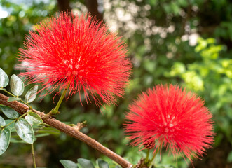沖縄に咲くオオベニゴウカンの花
沖縄の亜熱帯に咲く美しい花