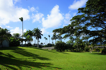 Fototapeta na wymiar Monkeypod aka Rain Tree and Palm Tree with beautiful sunlight at dawn in Maui, Hawaii - モンキーポッド ヤシの木 マウイ ハワイ