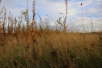 autumn dried grass in the field