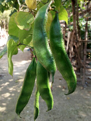 Broad bean vegetables hanging on the tree