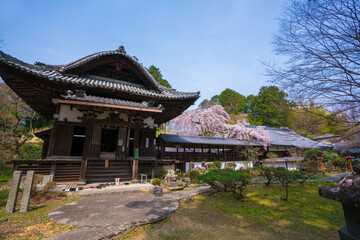 Fototapeta premium 京都 十輪寺の本堂と桜