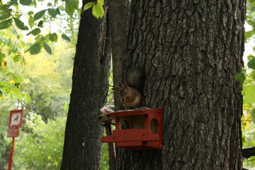 a squirrel sits on a feeder eating nuts