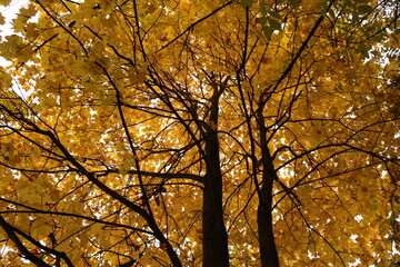 yellow orange maple in autumn bottom view