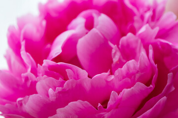 赤い芍薬の花の接写