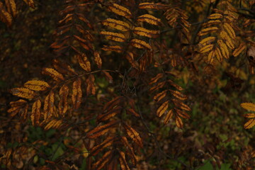 yellow mountain ash leaves in autumn