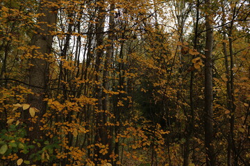 Fototapeta premium yellow leaves on trees autumn