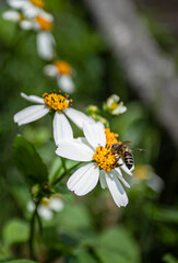 Bees are eating nectar at the flowers.