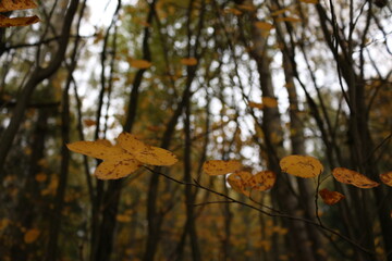 yellow leaves on trees autumn