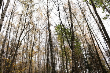 birch grove in autumn