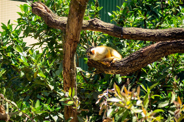 Bolivian squirrel monkey (scietific name saimiri boliviensis)
