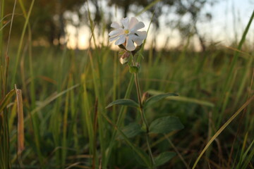 Obraz premium white flower in the sun at sunset