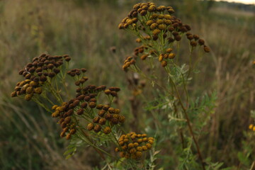 brown and yellow tansy in the field