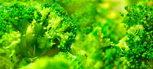 Fresh broccoli. Macro. Panoramic image