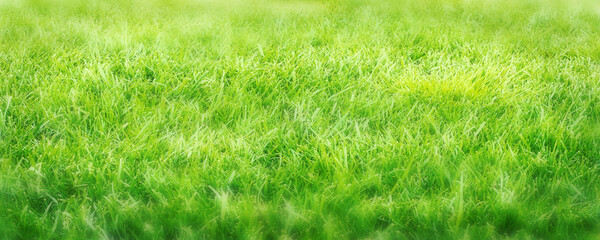 Grass field close up. Green grass texture. Selective focus