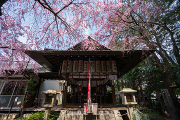 京都　水火天満宮の拝殿と枝垂れ桜