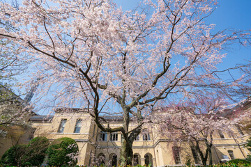 Fototapeta na wymiar 京都府庁旧本館の枝垂れ桜