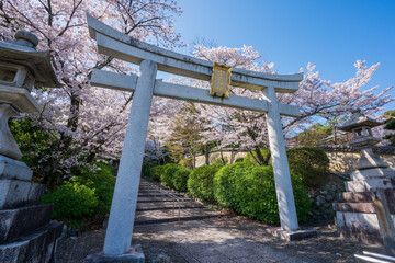 京都　宗忠神社の鳥居と桜