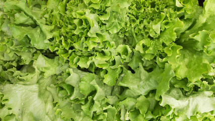 Fresh light green lettuce salad closeup background