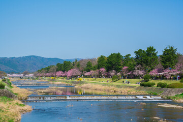 Fototapeta na wymiar 京都　半木の道（なからぎのみち）の枝垂れ桜と賀茂川