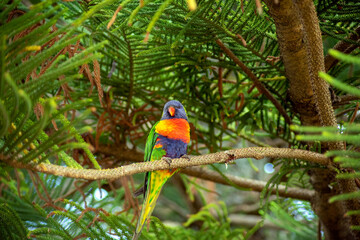 Obraz premium Rainbow lorikeet (trichoglossus moluccanus) in the branches of a Norfolk Island Pine (araucaria heterophylla)