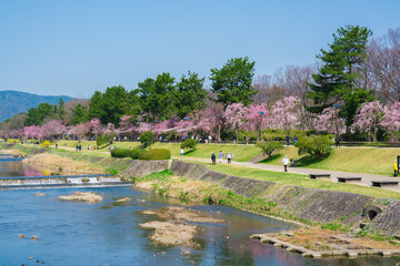 京都　半木の道（なからぎのみち）の枝垂れ桜と賀茂川