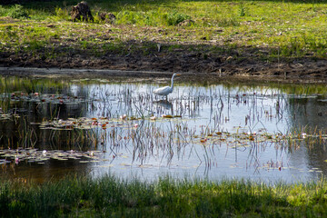 Eastern Great Egret (scientific name ardea alba modesta) wading in pond