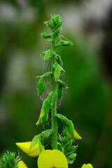 Bartsia trixago mediterranean lineseed beautiful plant with yellow flowers in the shape of tile or duck mouth