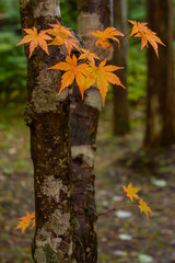 山の中のオレンジ色のモミジ