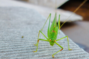 locusts look at me