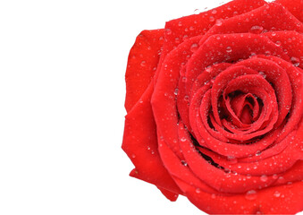Beautiful red rose isolated on white back ground