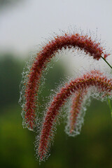 Pennisetum polystachion the mission grass on a morning dew