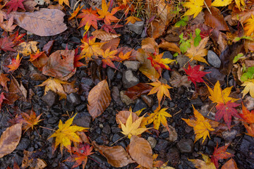 濡れた紅葉の落ち葉
