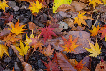 濡れた紅葉の落ち葉