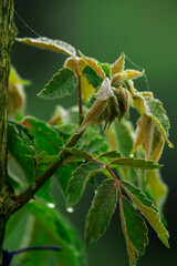 Young leaves on a tree bark