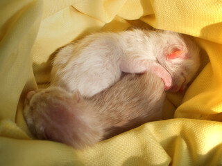 Top view of, Newborn Kittens sleeping, (Macro shot focusing on white cat), Lie down on soft yellow cloth that gets in morning sunlight.