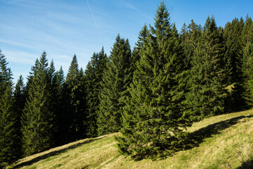 Fototapeta na wymiar trees growing on hill in mountain
