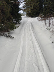 Traces in snow from passing snowmobile and man passing behind it among green fir trees on winter day