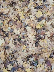 yellow autumn leaves on the ground in a park or forest