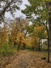beautiful path in the autumn forest with yellow leaves in the park