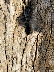 Abstract texture of the tree trunk. Vertical photo of wood. Natural background of bark