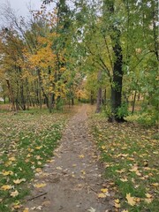 beautiful path in the autumn forest with yellow leaves in the park