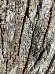 Abstract texture of the tree trunk. Vertical photo of wood. Natural background of bark