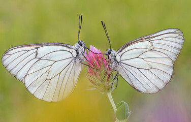 Coenonympha arcania 