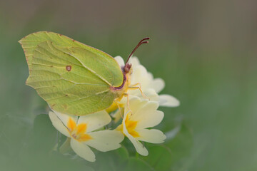 Gonepteryx rhamni, farfalla su primula