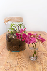 arrangement with an orchid and plants in a jar on a table made of pine boards 